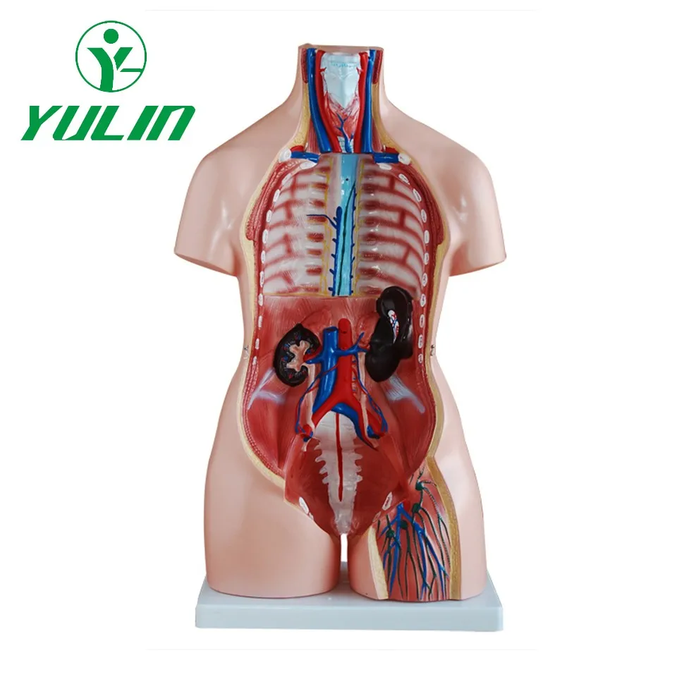 85cm Human Anatomy Torso Model 23 Parts Anatomical Models For Education