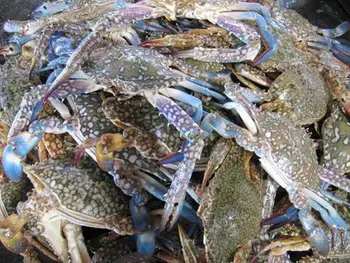 Image result for fresh crab