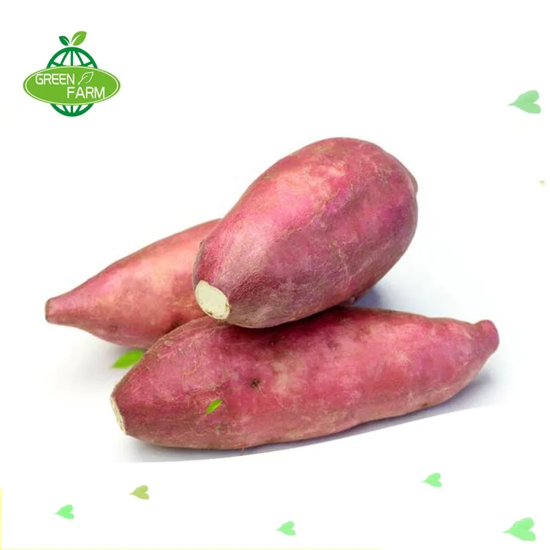 Large Supply Of Fresh Chinese Sweet Potatoes Packed In Cartons - Buy ...