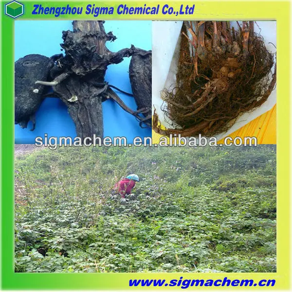 Chinese Herbal Medicine Aconitum Sinomontanum Nakai Root.jpg