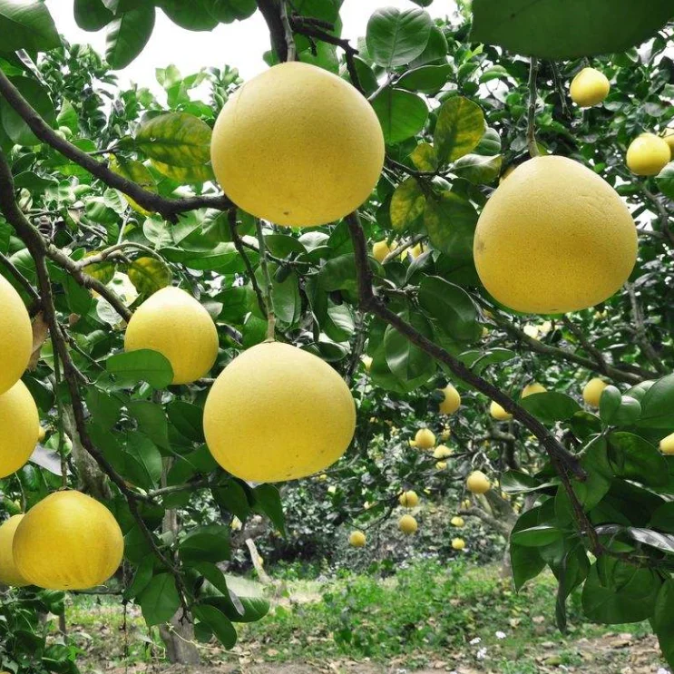 grapefruit seedlings (5).png