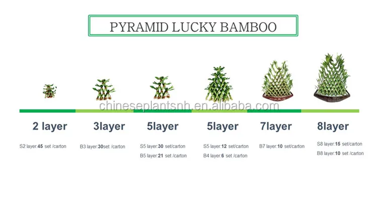 pymaid lucky bamboo.jpg
