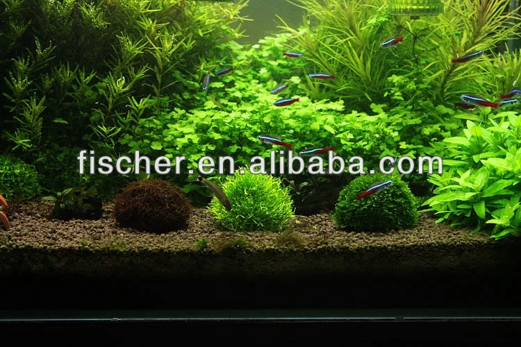 Marimo Moss 30 Pieces 0.25-0.5 inch  Cladophora Live Plant Aquarium in USA. 