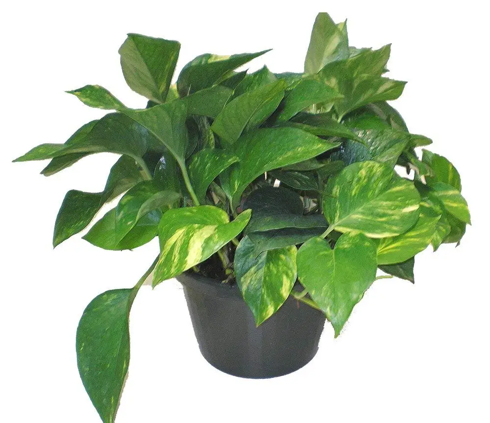 Pothos are being sexwomen guy point view
