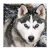 Amazon Hot Selling Full Drill Snow Wolf Stick Drill Cross Embroidery Interior Bedroom Decoration Resin drill Hanging Painting