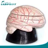 Human Brain horizontal section model