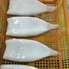 Frozen Peru Giant Squid Price