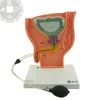 urinary system dynamics model male urinary system model