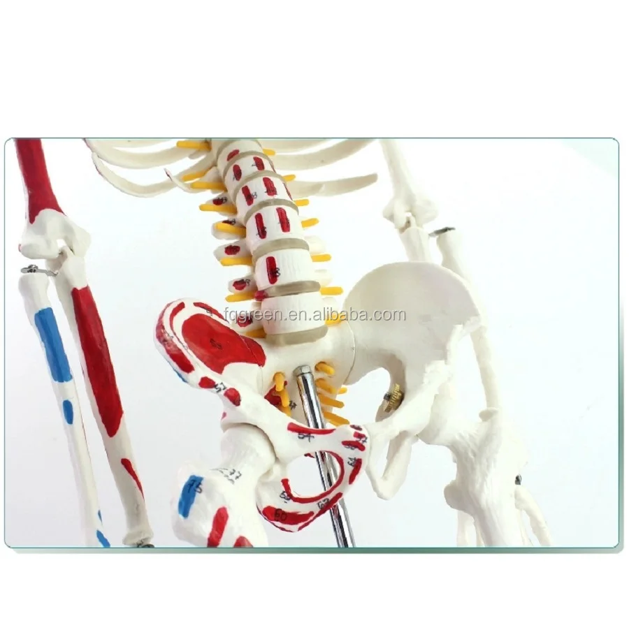 180cm 170cm 85cm Skeleton Muscle Point Numbered Flexible Medical Full