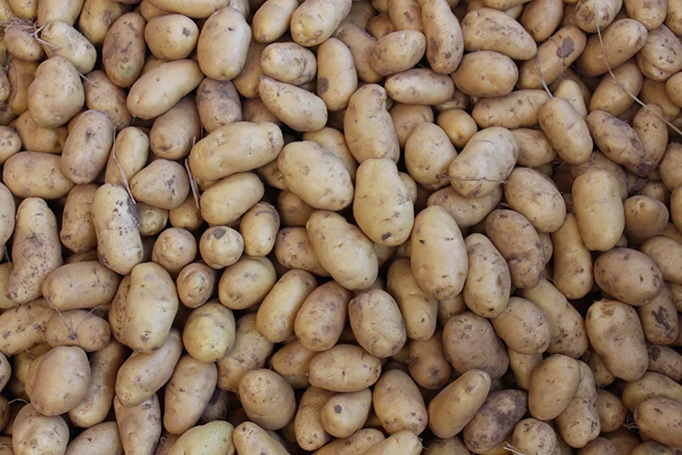 fresh-holland-potatoes-seeds-price-for-wholesale-buy-holland-potato