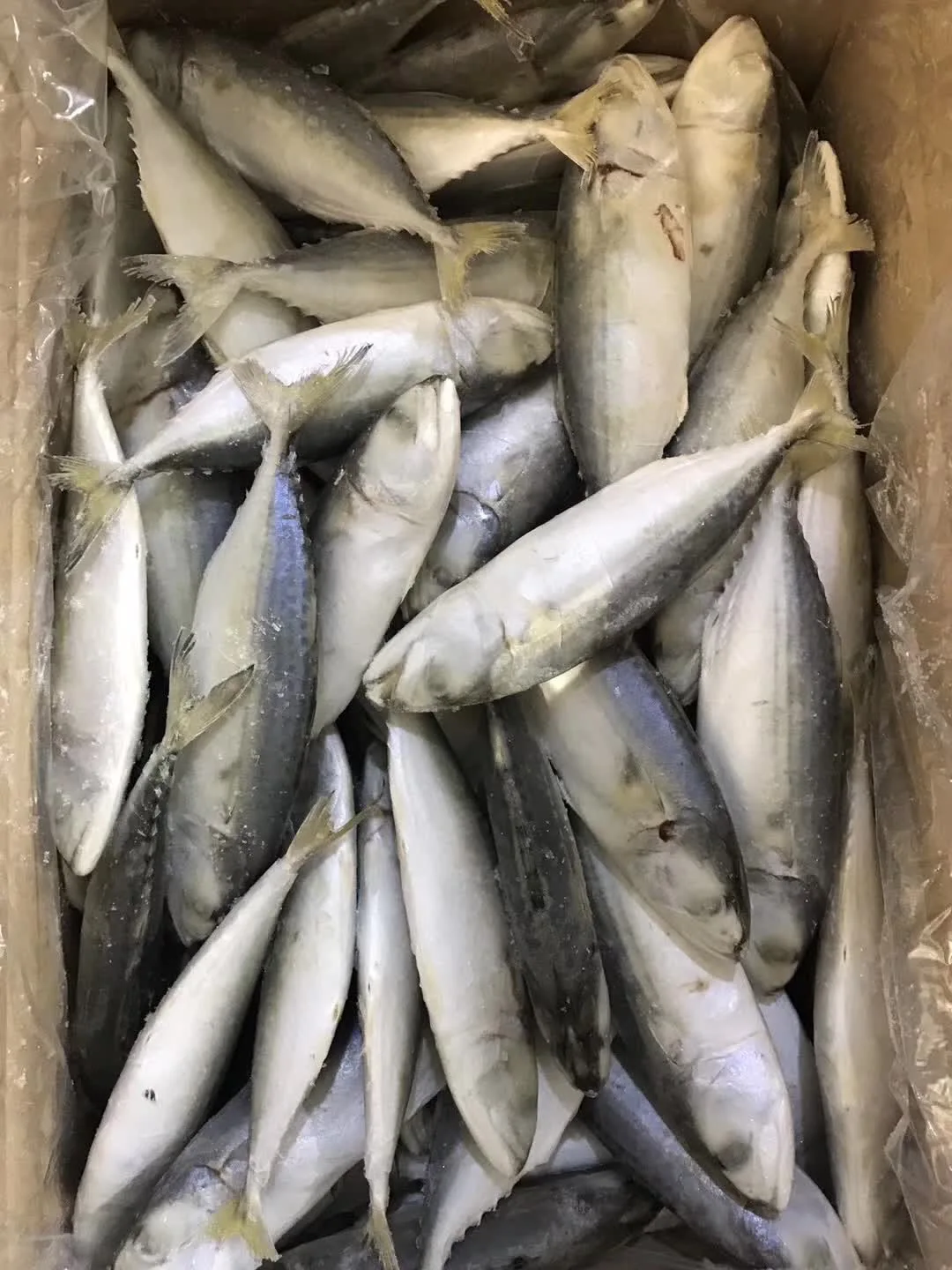 Sea Frozen Indian Mackerel Fish 46pcs/kg Newly Arrival With Low Price Buy Frozen Indian