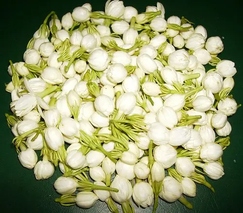 jasmine flower buy flowers product on alibaba com