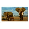 Animal Framed Canvas Art/Big Elephant Photograph Printed on Canvas/Modern Canvas Home Decor Art