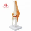 Life size include ligament Functional Knee Joint model