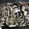 Frozen Squid Tentacle/Squid Foot