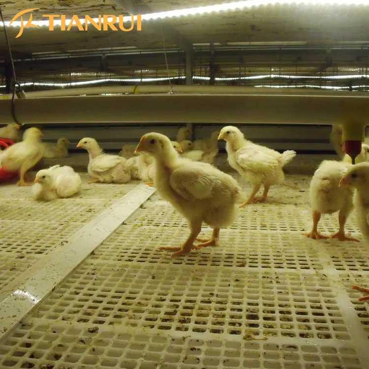 High Quality Automatic Poultry Feeder For Broiler And Breeder Broiler