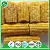 New crop BRC certified IQF frozen sweet corn whole cut cob kernels hot sale