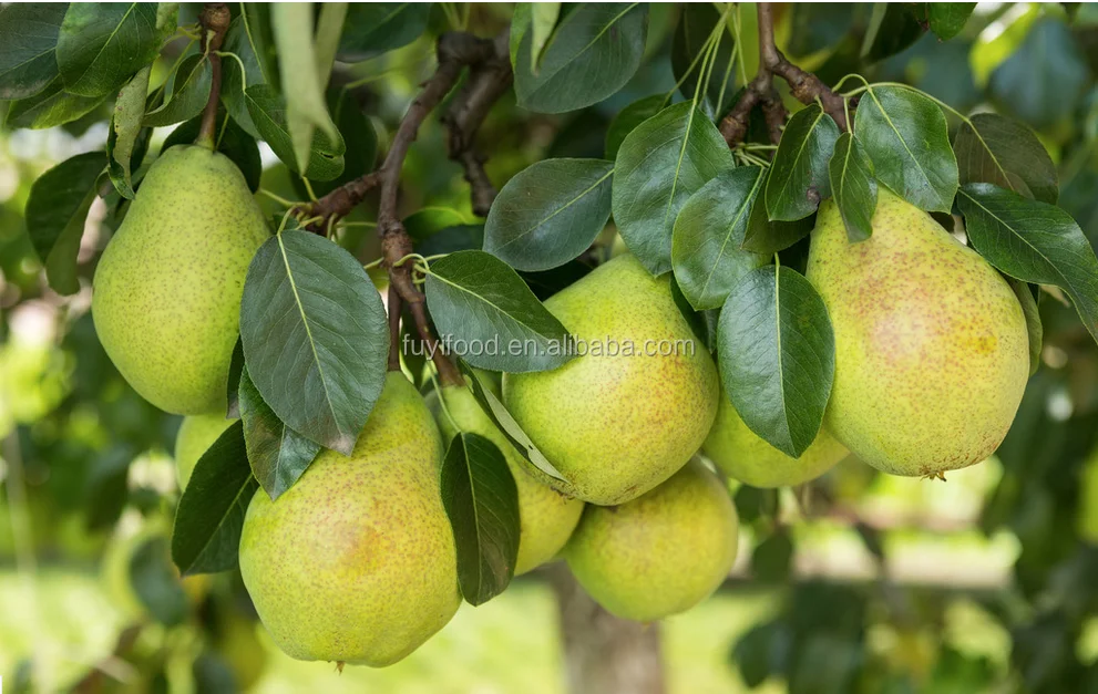 Fresh Pear Su Pear With Best Price For Wholesale Pears Buy Pear,Pears