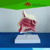 High quality teaching demonstration human nasal cavity model