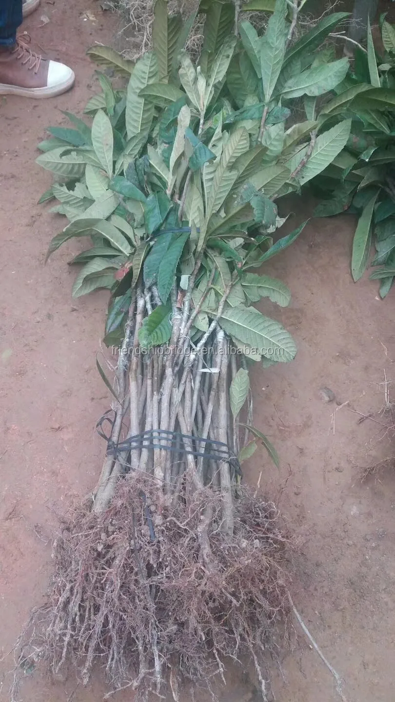 水果树苗枇杷 Buy 果树苗子出售 枇杷苗出售 苗木枇杷预售product On Alibaba Com