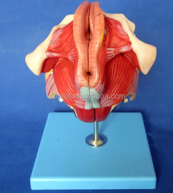 女性の会陰部と内部および外部の女性の生殖器モデル Buy 女性内部性器オルガンモデル 男性生殖器のモデル 人体解剖オルガンモデル Product On Alibaba Com