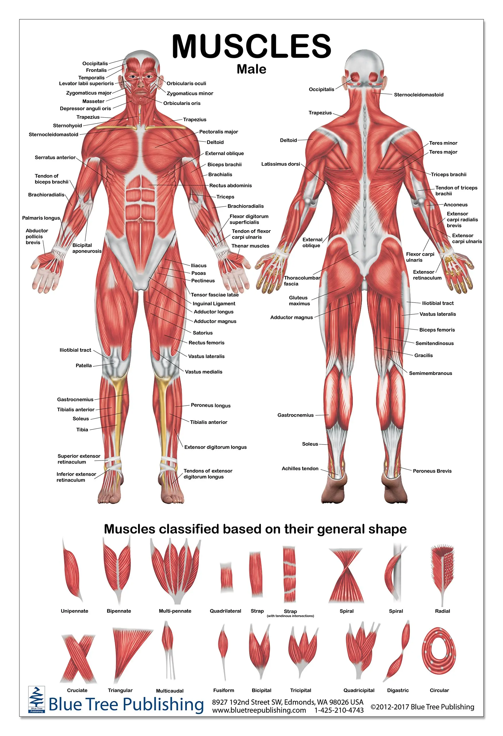 Muscular System Anatomical Poster Laminated Muscle Anatomy Chart Porn