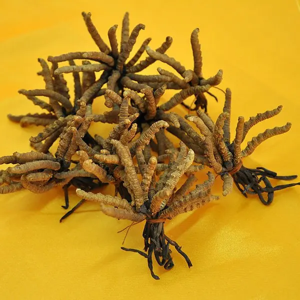 high quality caterpillar fungus extract (polysaccuarides 15%,25%