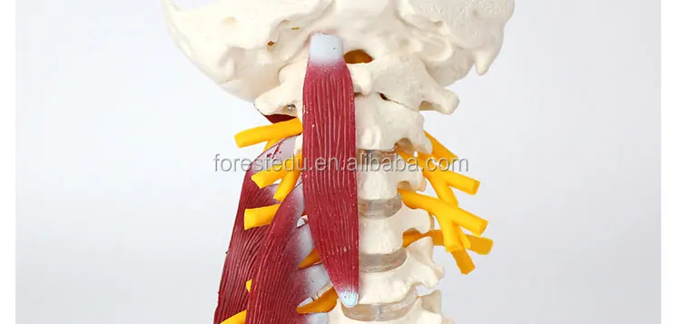 7 vertebral column.jpg