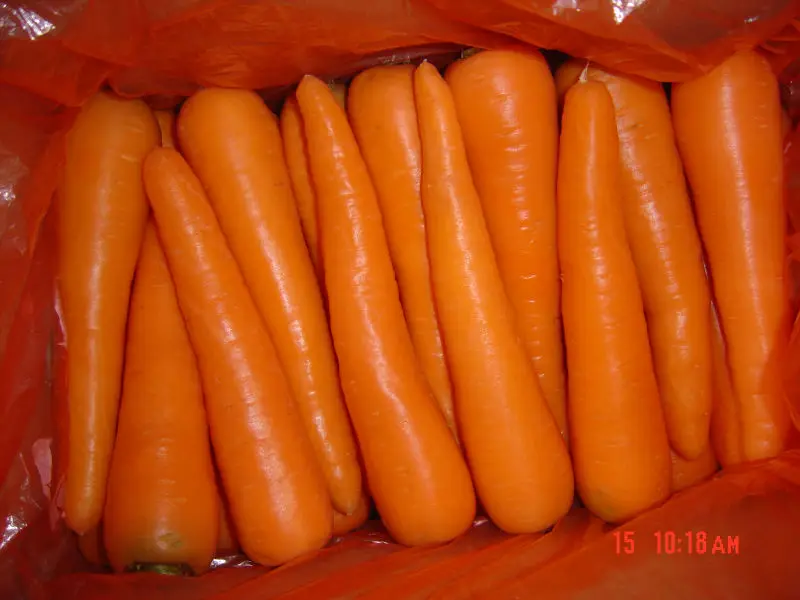 carrot