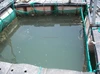 HDPE knotless or knotted inland, pond, lake net cage/ circular fish netting