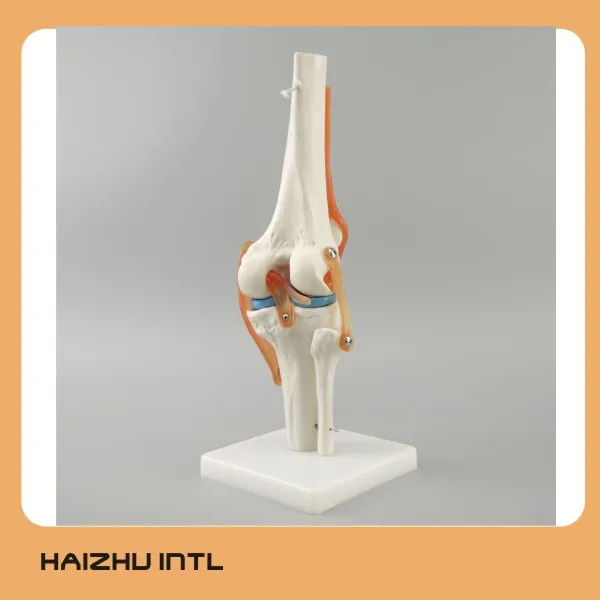 knee joint.jpg