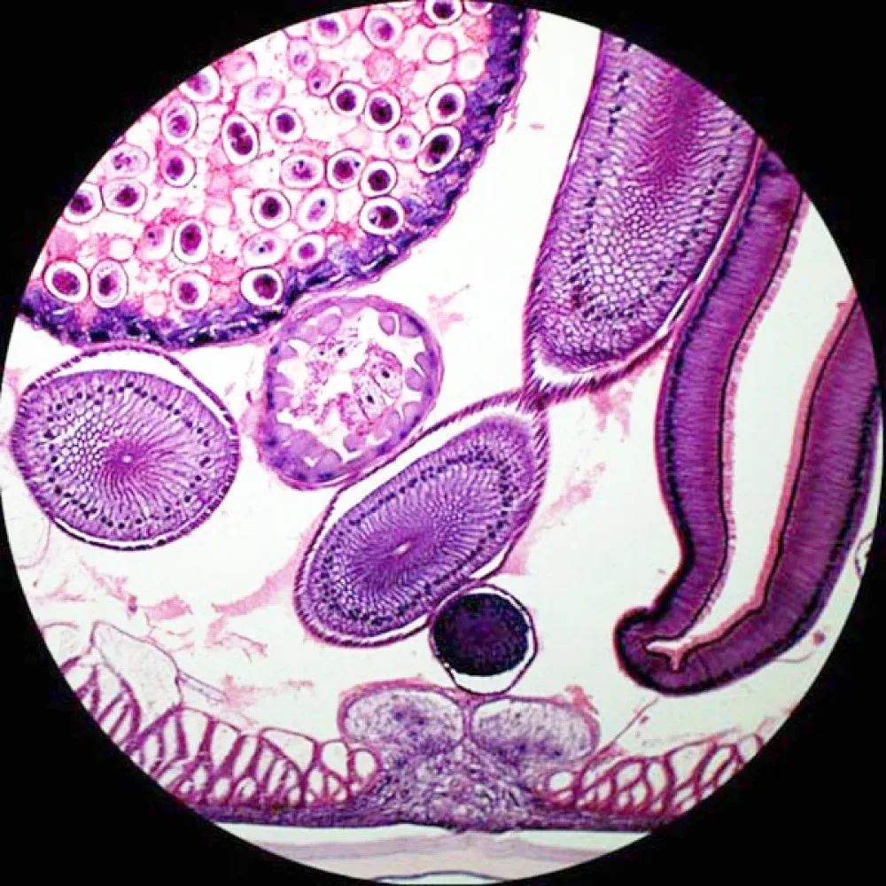 Insan dokusu mikroskop slayt kataloğu 95 türleri. 