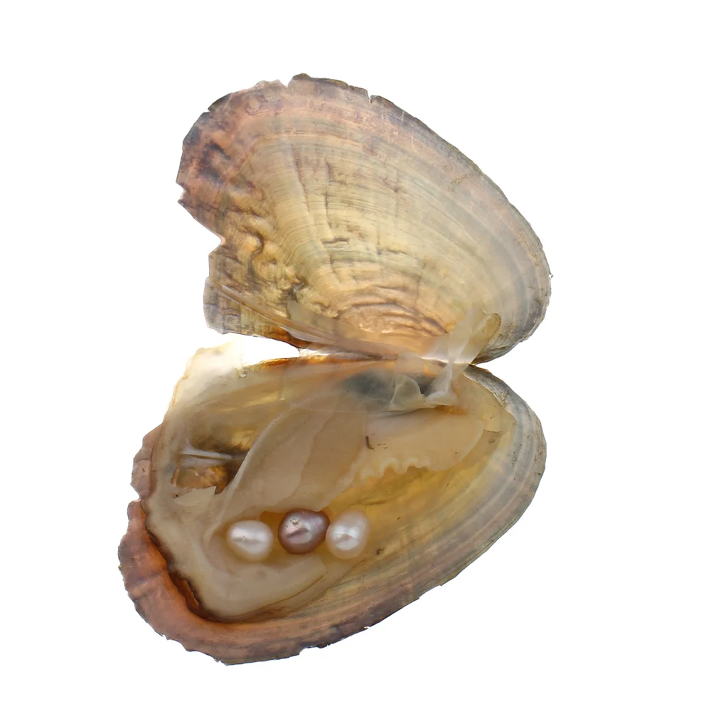 彩色近圆 6-8毫米淡水珍珠牡蛎与珍珠 - buy freshwater pearl oyster