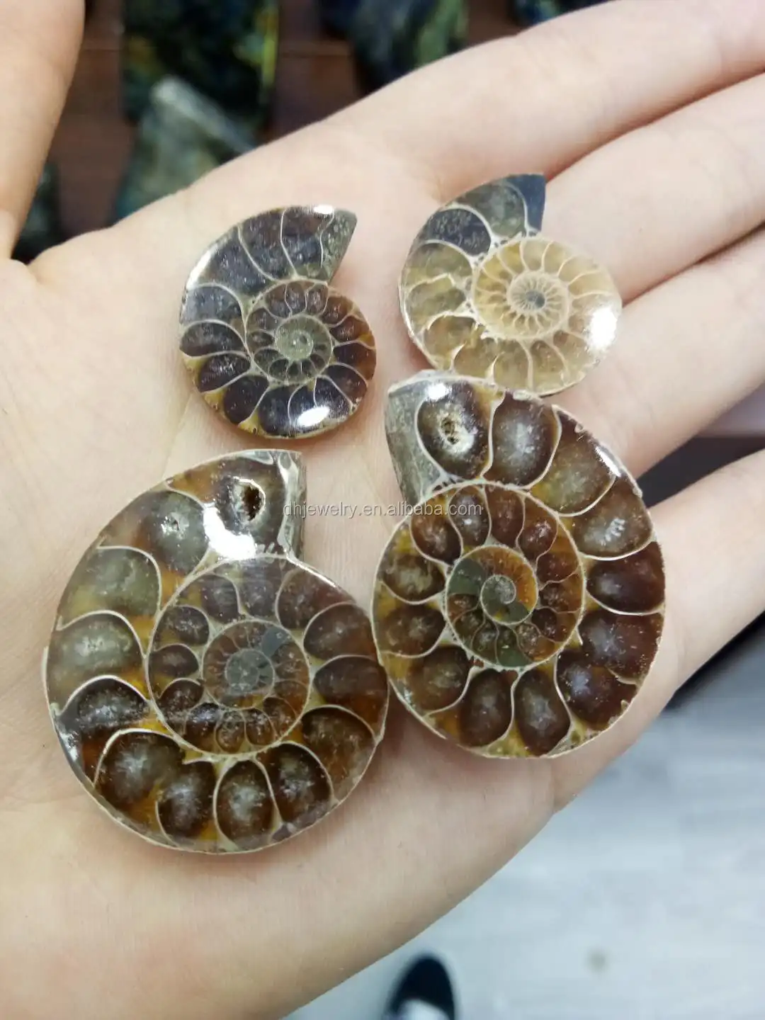 Wholesale Natural Madagascar Small Ammonite Fossil Nautilus Shell Cut Slices Specimen Pendant Buy Ammonite Fossil Specimen Pendant Product On Alibaba Com