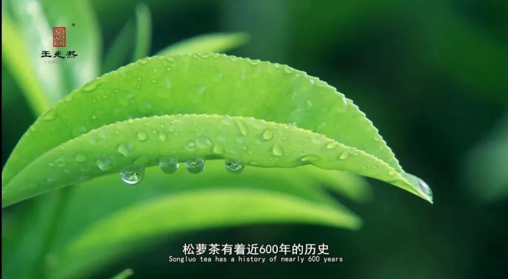 High mountain superfine green tea from tea factory - 4uTea | 4uTea.com