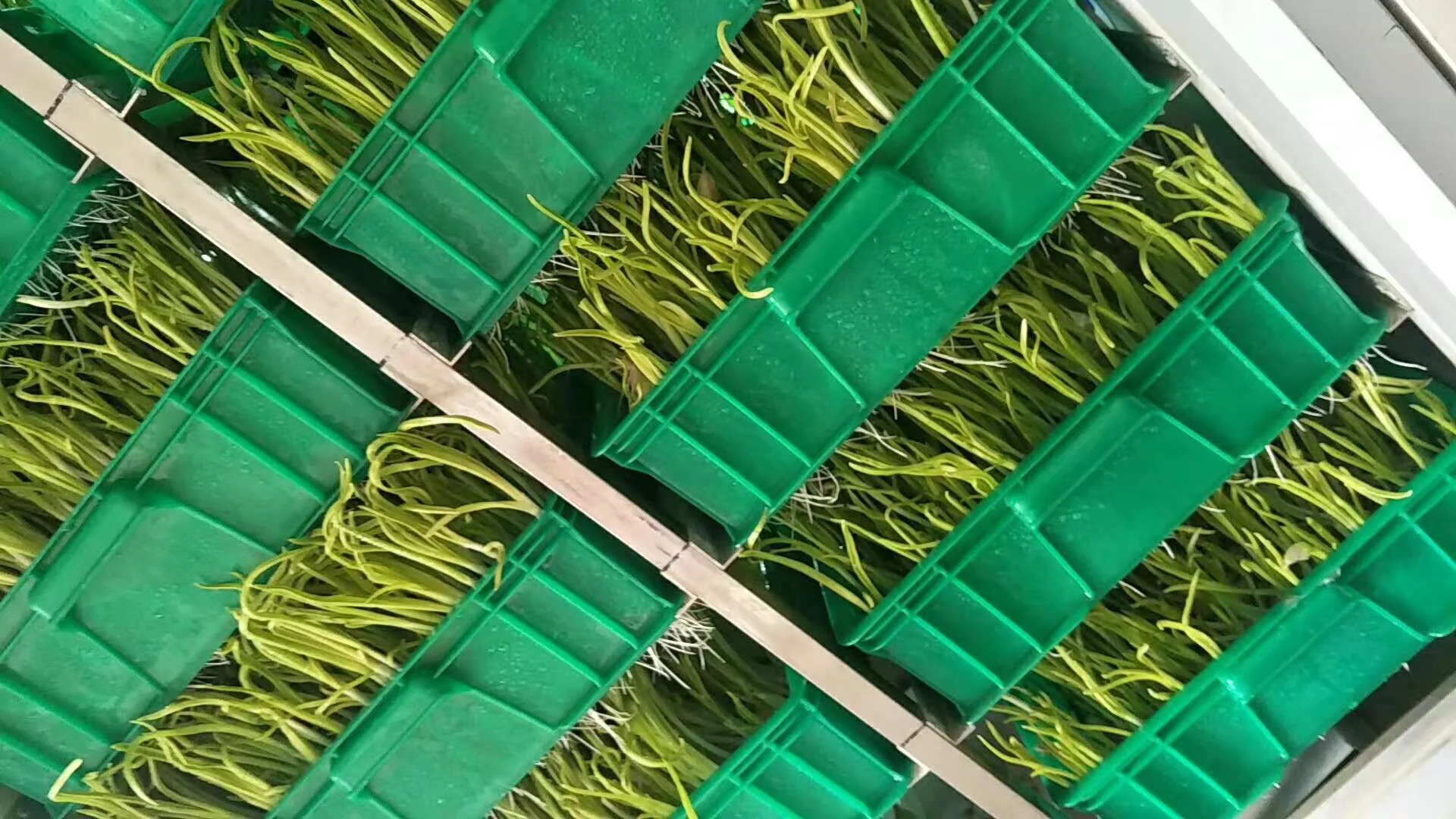 Broccoli Seeds Automatic Commercial Sprout Equipment Sprouting Seeds