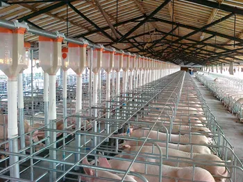 Hot Galvanized Sow Gestation Pen Stall For Pig Farm Equipment - Buy Sow ...