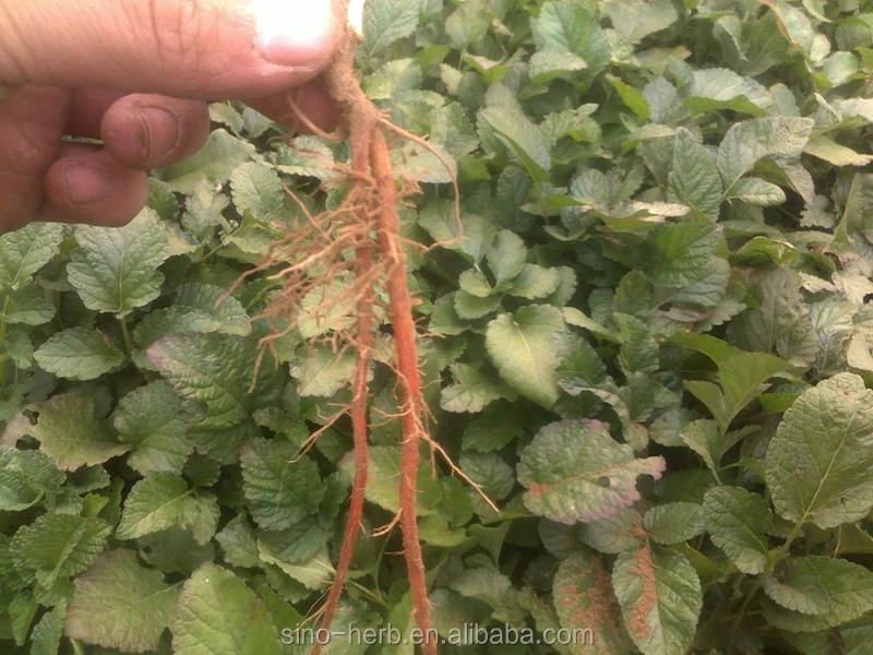 自然と野生のサルビアmiltiorrhizaレッドセージルートダンシェン中国ハーブ薬ダンシェンの根 Buy ダンシェンルート サルビア丹参 赤セージルート Product On Alibaba Com