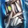 !!Best sale !!Frozen Makerel Fish/ Pacific Mackerel
