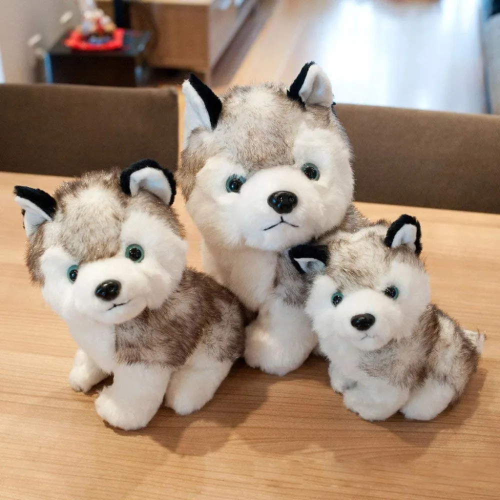 plush coat husky