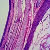 teaching resources biological Prepared microscope Slides with high quality and low price