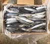 Japanese scad fish jack scad muro aji for importer