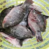 2 years shelf life and block shape frozen tilapia whole round