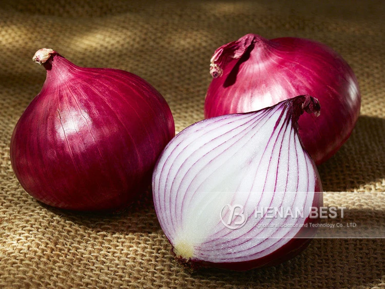 Fresh Bellary Red Onion For Sale/onion In Vietnam Buy Fresh Red