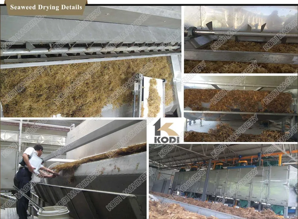 Seaweed Drying machine