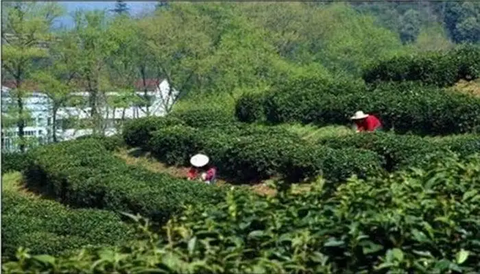 Good quality and top grade Chinese famous Huoshan Huangya Yellow tea - 4uTea | 4uTea.com