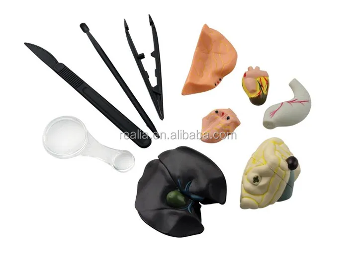 frog dissection tools names frog dissection tools names