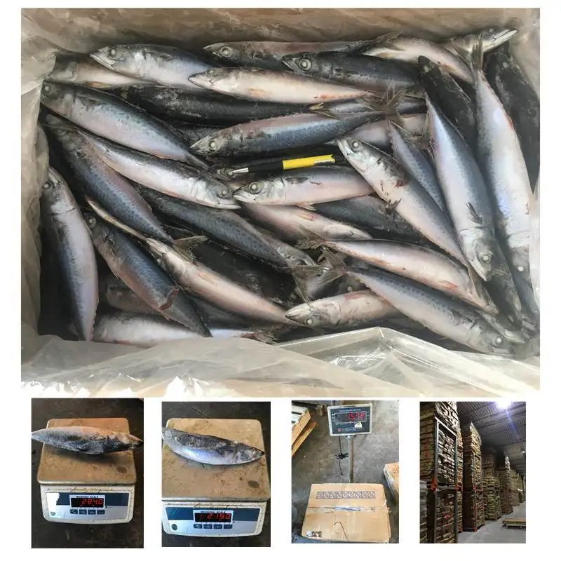 For Market Frozen Fish Mackerel,Sardine,Binito,Round Scad Buy