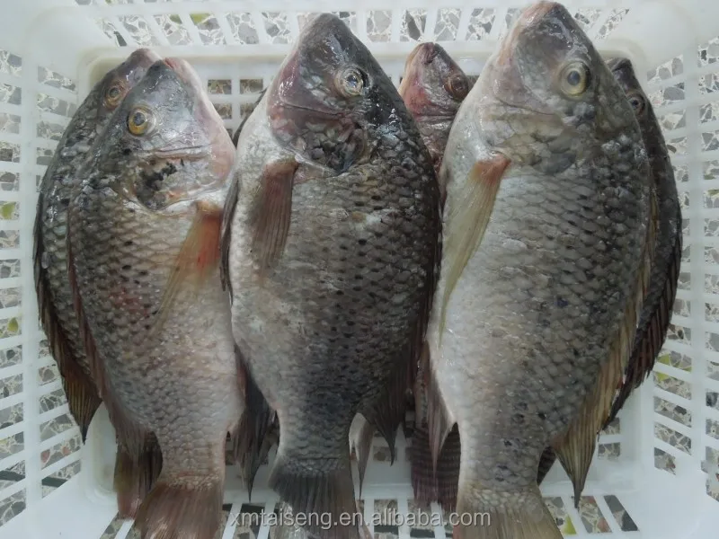 tilapia (2).jpg