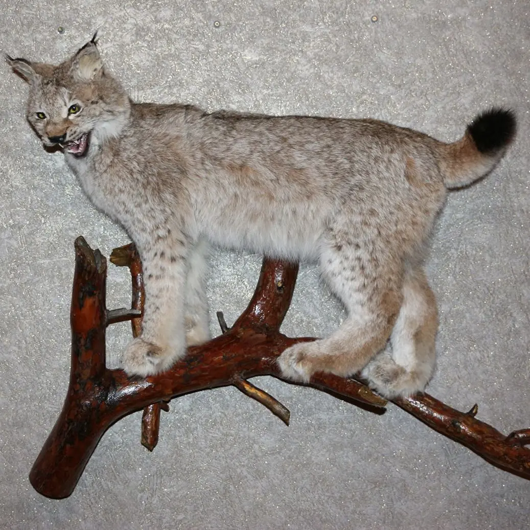 stuffed bobcat